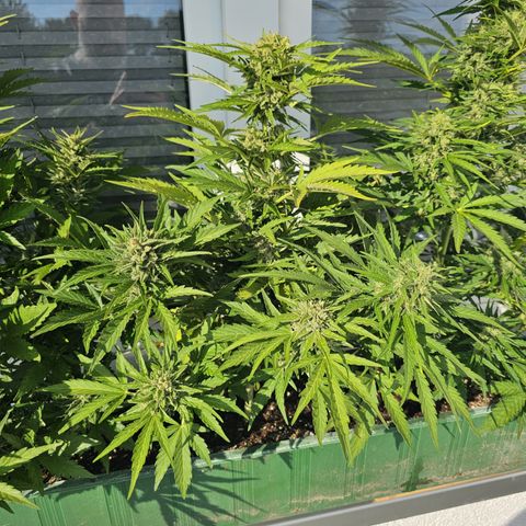 sensi amnesia xxl 2 growlog timeline photo