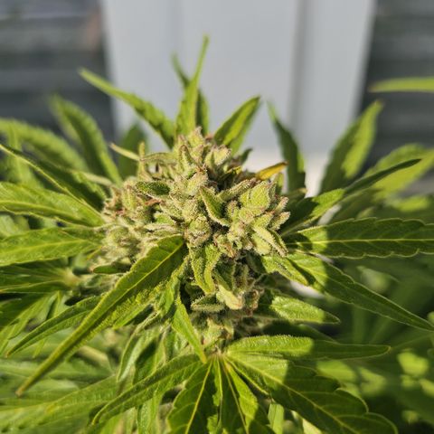 sensi amnesia xxl 2 growlog timeline photo