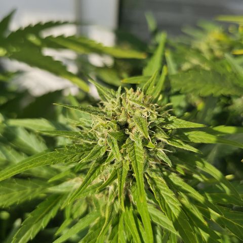sensi amnesia xxl 3 growlog timeline photo