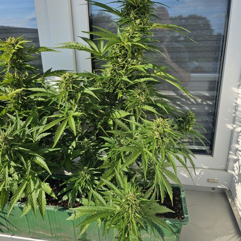 sensi amnesia xxl 3 growlog timeline photo