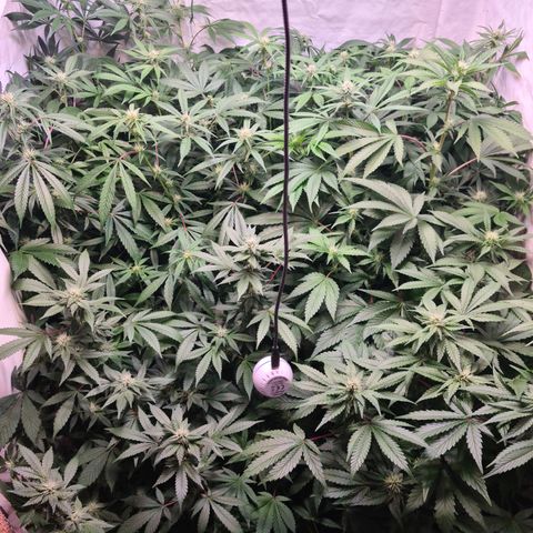 Mimosa x orange punch stecki 1 von stecki 1 growlog timeline photo