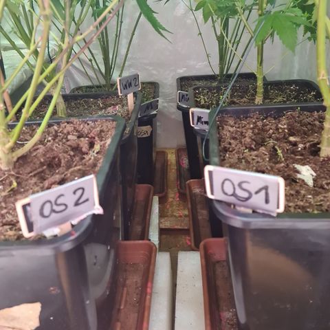 Mimosa x orange punch stecki 1 von stecki 1 growlog timeline photo