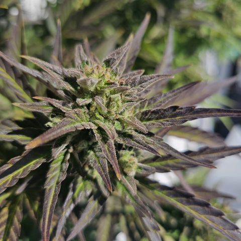 sensi amnesia xxl 1 growlog timeline photo