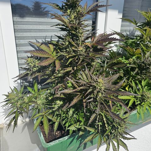 sensi amnesia xxl 1 growlog timeline photo