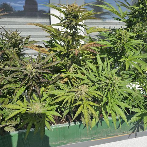 sensi amnesia xxl 2 growlog timeline photo