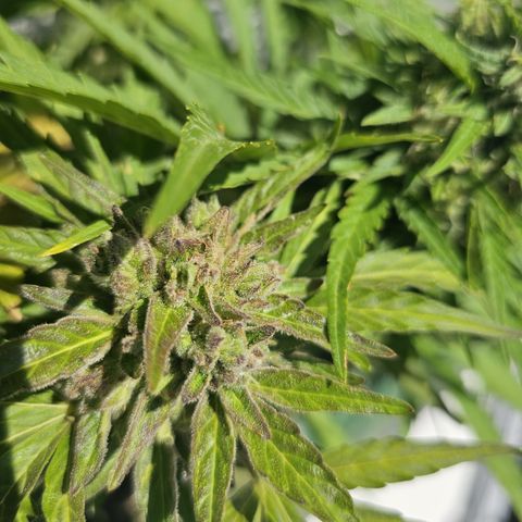 sensi amnesia xxl 2 growlog timeline photo