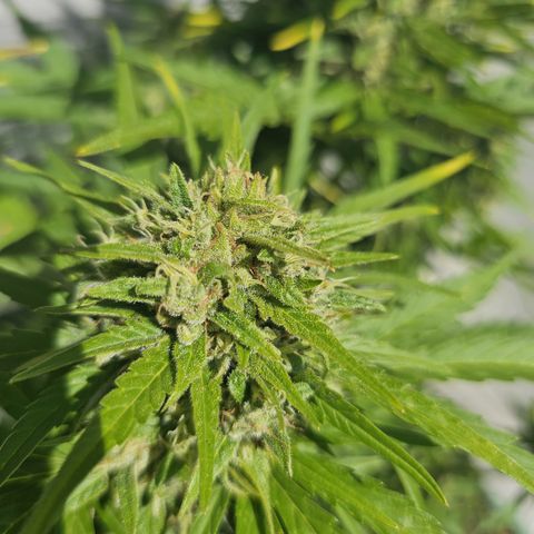 sensi amnesia xxl 3 growlog timeline photo
