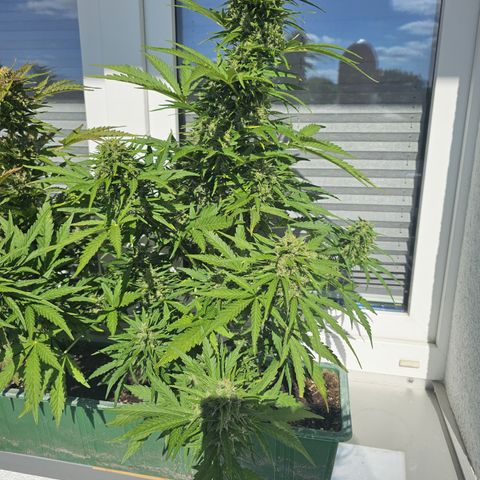 sensi amnesia xxl 3 growlog timeline photo