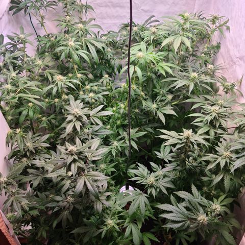 Mimosa x orange punch stecki 1 von stecki 1 growlog photo: Das letzte mal ausgelichtet und gelollypoppt