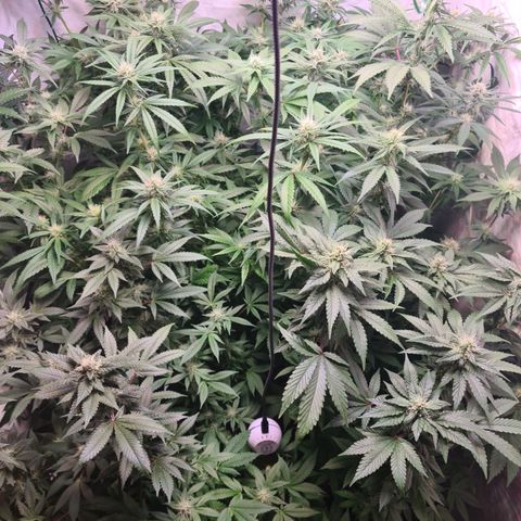 Mimosa x orange punch stecki 1 von stecki 1 growlog timeline photo