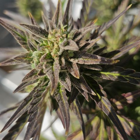 sensi amnesia xxl 1 growlog timeline photo