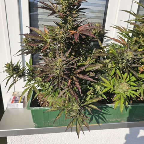 sensi amnesia xxl 1 growlog timeline photo