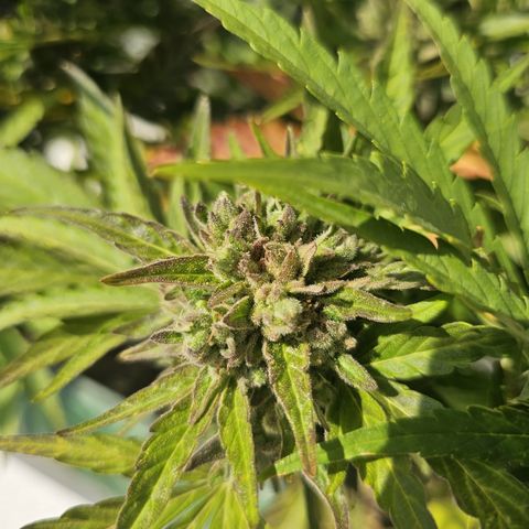 sensi amnesia xxl 2 growlog timeline photo