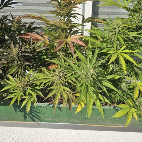 sensi amnesia xxl 2 growlog timeline photo
