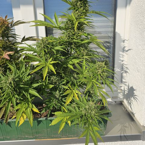 sensi amnesia xxl 3 growlog timeline photo