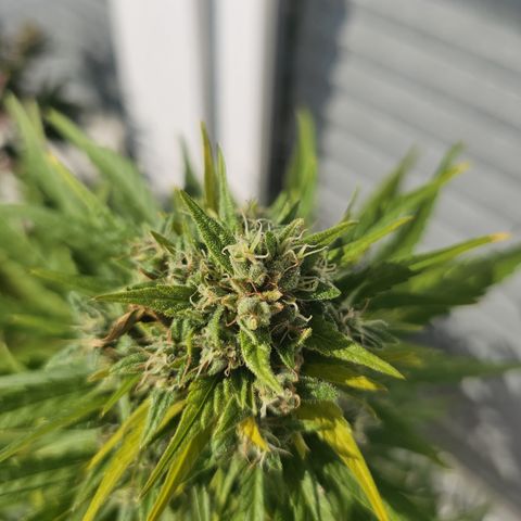 sensi amnesia xxl 3 growlog timeline photo