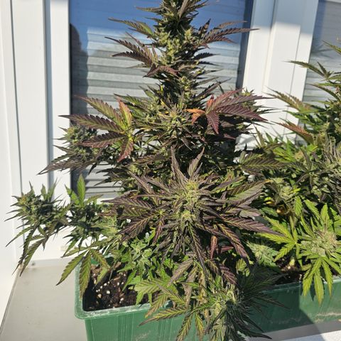sensi amnesia xxl 1 growlog timeline photo