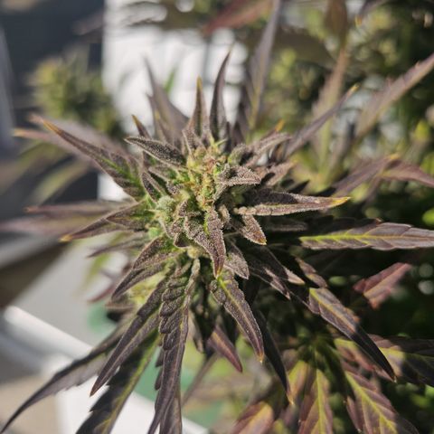 sensi amnesia xxl 1 growlog timeline photo