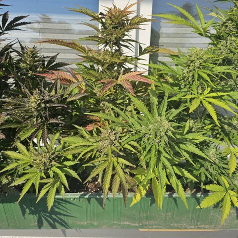 sensi amnesia xxl 2 growlog timeline photo