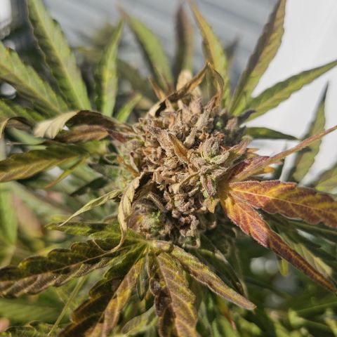 sensi amnesia xxl 2 growlog timeline photo