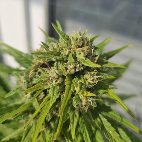 sensi amnesia xxl 3 growlog timeline photo