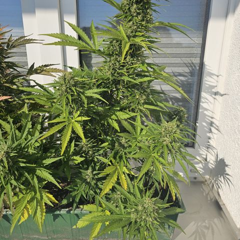 sensi amnesia xxl 3 growlog timeline photo