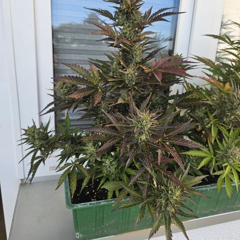 sensi amnesia xxl 1 growlog timeline photo