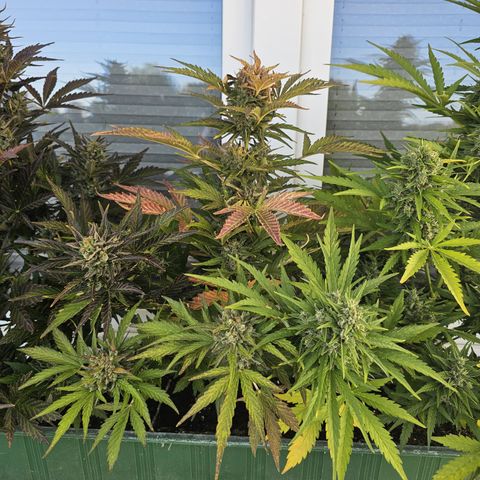 sensi amnesia xxl 2 growlog timeline photo