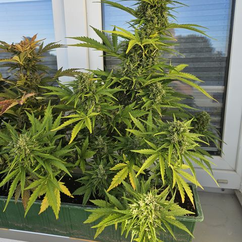 sensi amnesia xxl 3 growlog timeline photo