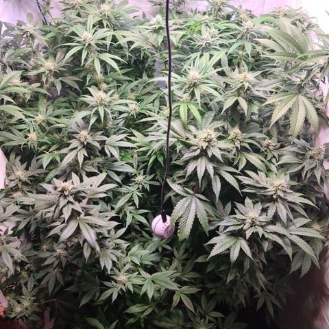 Mimosa x orange punch stecki 1 von stecki 1 growlog timeline photo