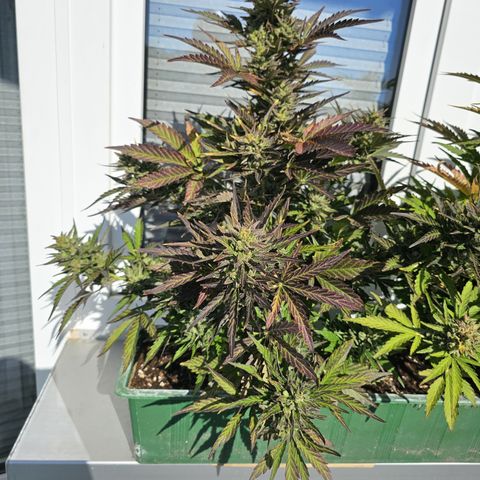 sensi amnesia xxl 1 growlog timeline photo