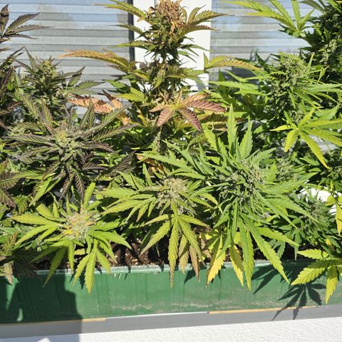 sensi amnesia xxl 2 growlog timeline photo