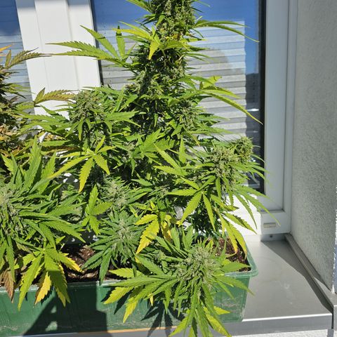 sensi amnesia xxl 3 growlog timeline photo