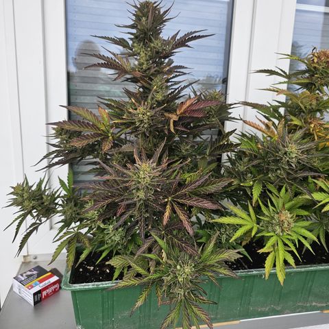 sensi amnesia xxl 1 growlog timeline photo