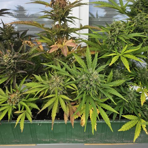 sensi amnesia xxl 2 growlog timeline photo