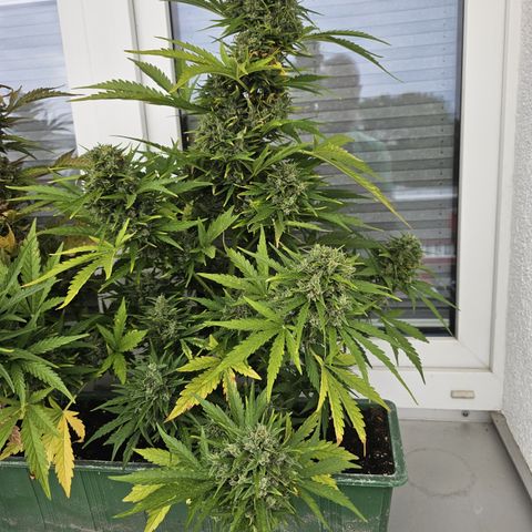 sensi amnesia xxl 3 growlog timeline photo