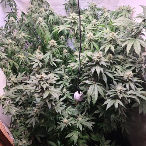 Mimosa x orange punch stecki 1 von stecki 1 growlog timeline photo