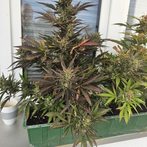 sensi amnesia xxl 1 growlog timeline photo