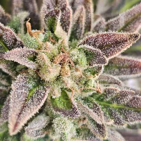 sensi amnesia xxl 1 growlog timeline photo