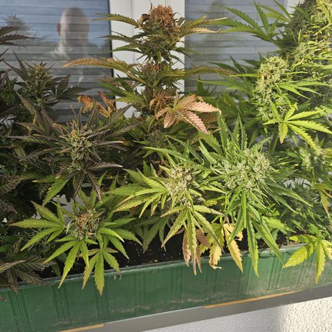 sensi amnesia xxl 2 growlog timeline photo