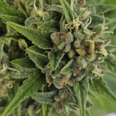 sensi amnesia xxl 2 growlog timeline photo