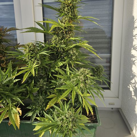 sensi amnesia xxl 3 growlog timeline photo