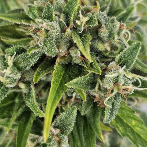 sensi amnesia xxl 3 growlog timeline photo