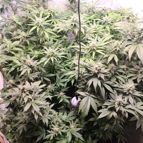 Mimosa x orange punch stecki 1 von stecki 1 growlog timeline photo