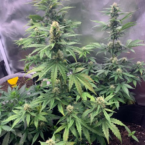 Northern Lights auto growlog timeline photo