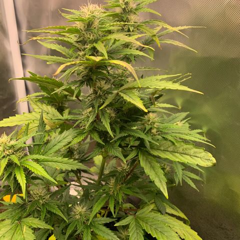 Northern Lights auto growlog timeline photo