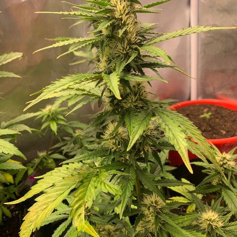 Northern Lights auto growlog timeline photo