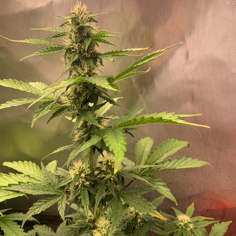 Northern Lights auto growlog timeline photo