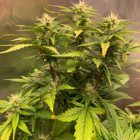 Northern Lights auto growlog timeline photo