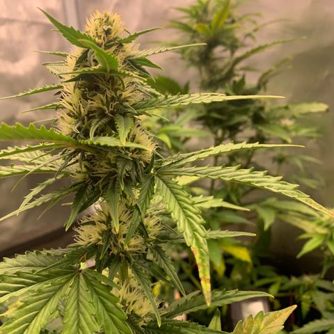 Northern Lights auto growlog timeline photo